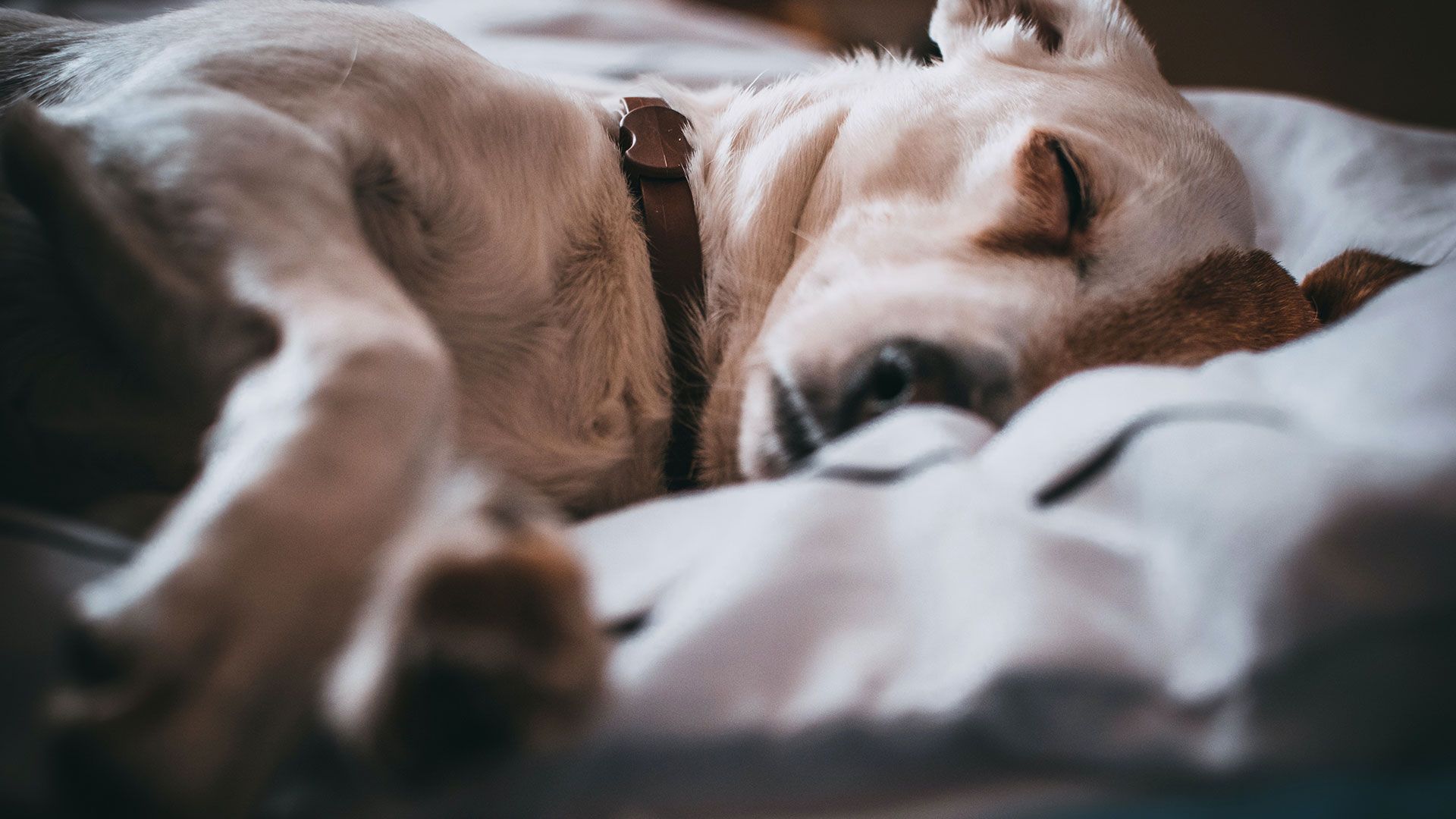 Dogs resting during overnight boarding at K9 Friends