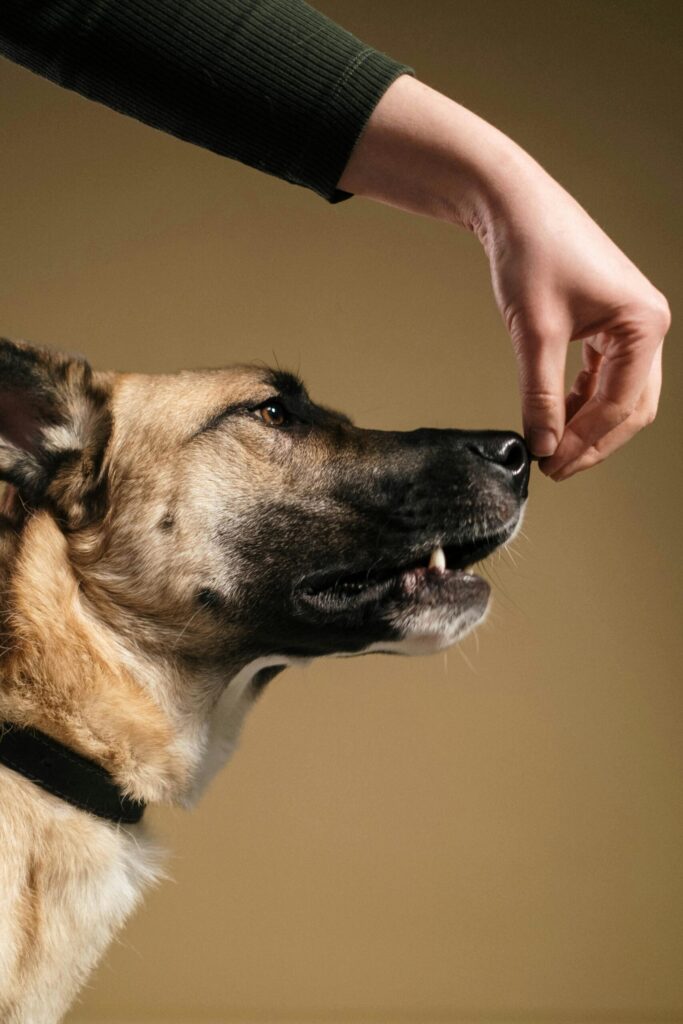 Trainer working with a dog during a training session at K9 Friends
