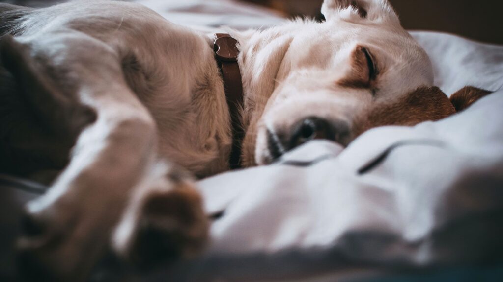 Dogs resting during overnight boarding at K9 Friends
