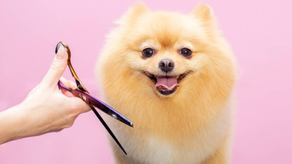 Small dog getting a grooming trim at K9 Friends