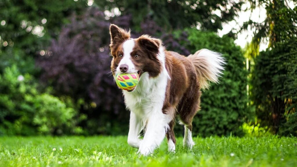 Dog running outdoors at K9 Friends doggy daycare