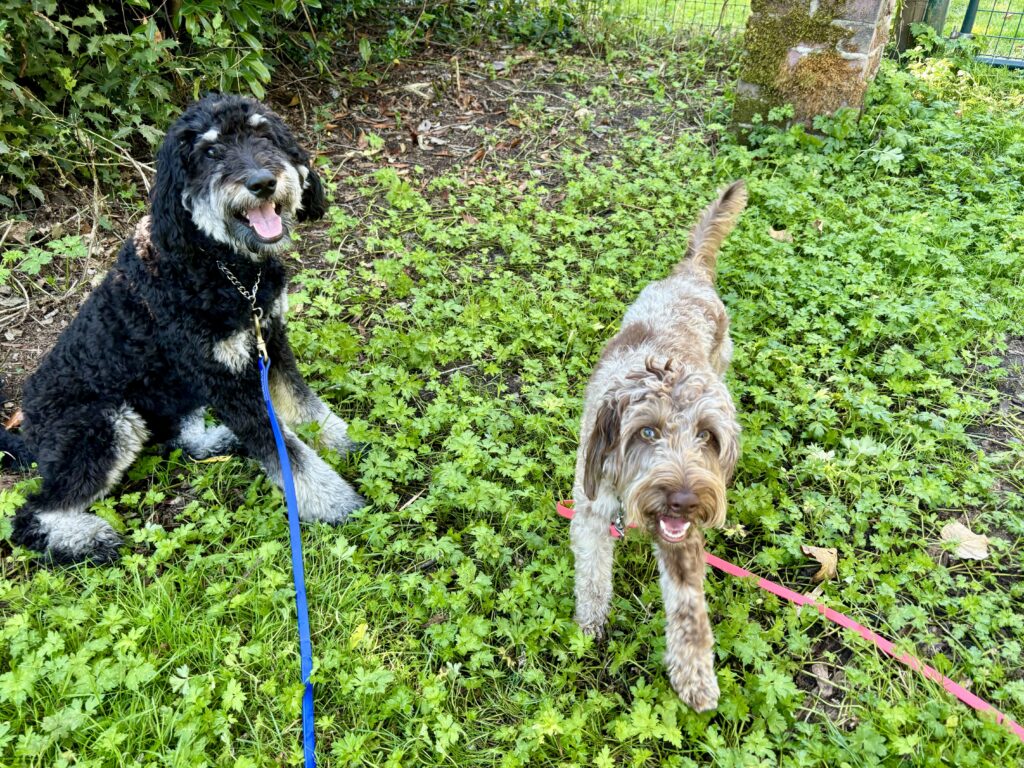 Two doodle dogs on leads in the grass at K9 Friends