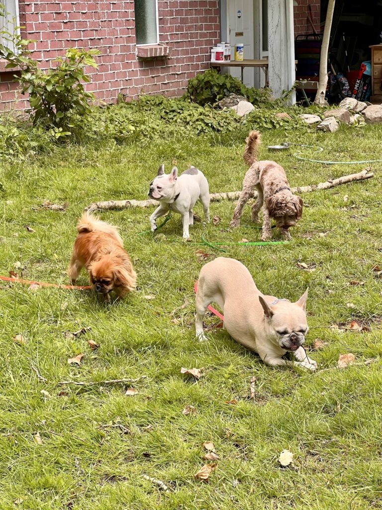 Pack of dogs in the play yard at K9 Friends