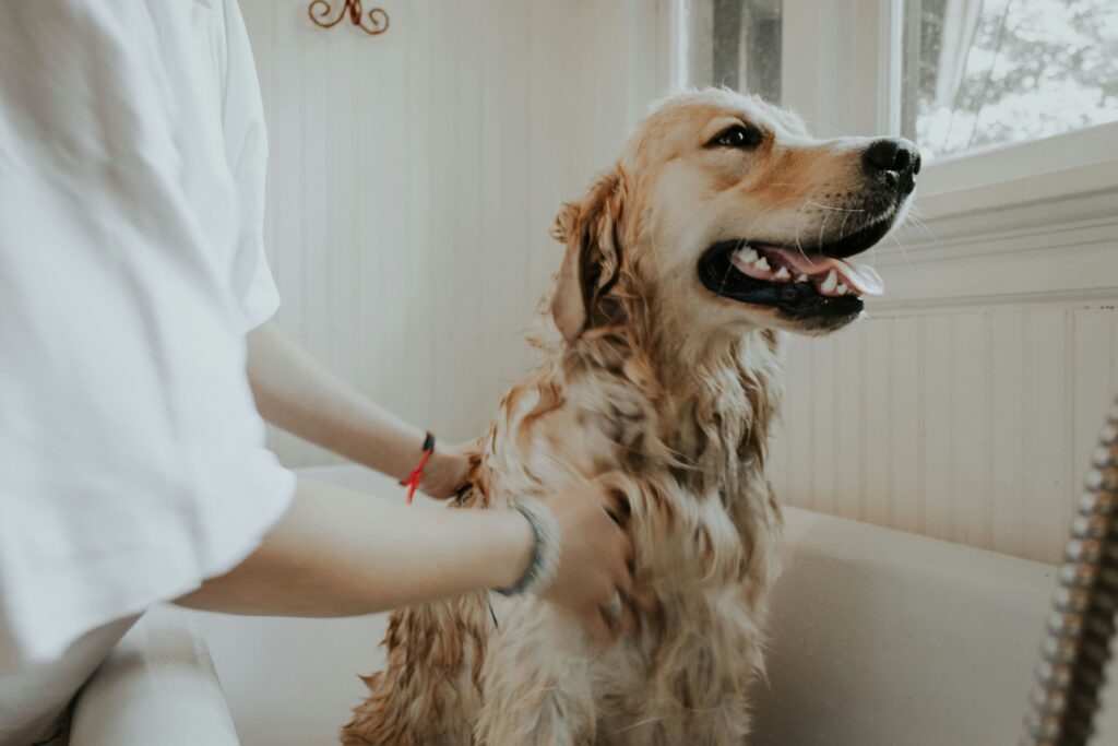 Dog being groomed by a professional groomer at K9 Friends