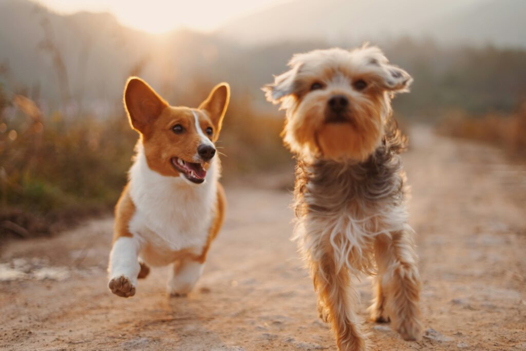 Two dogs playing outdoors at K9 Friends