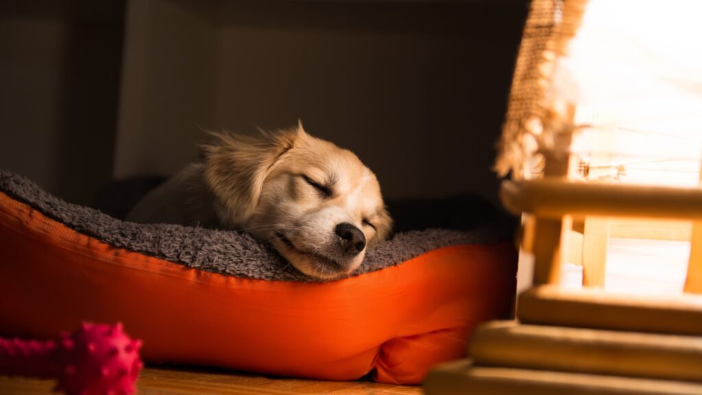 Puppy asleep on a bed after a day at K9 Friends daycare