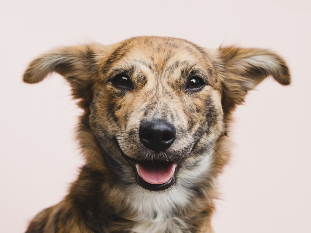 Young dog in a puppy training class at K9 Friends