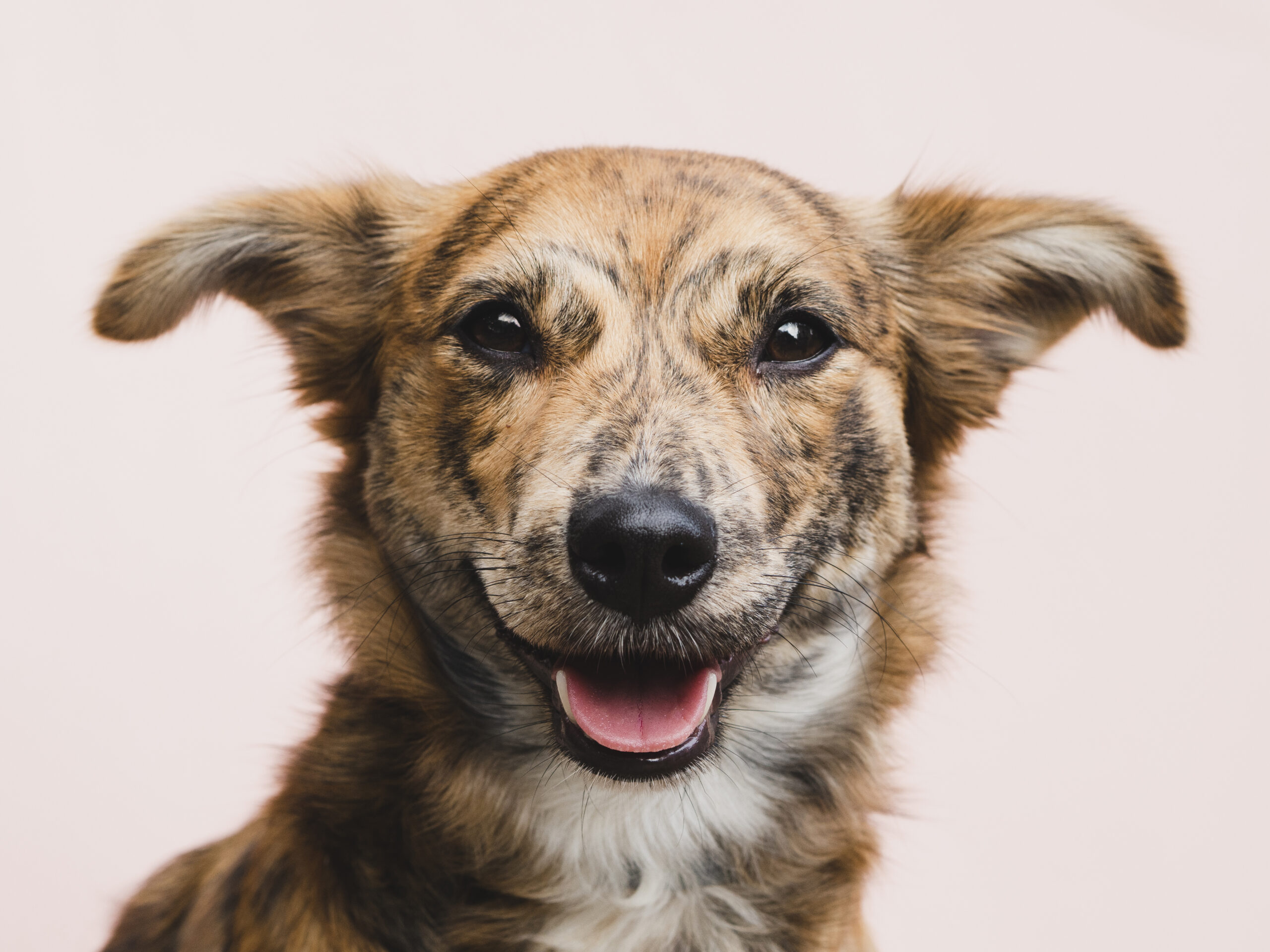 Young dog in a puppy training class at K9 Friends