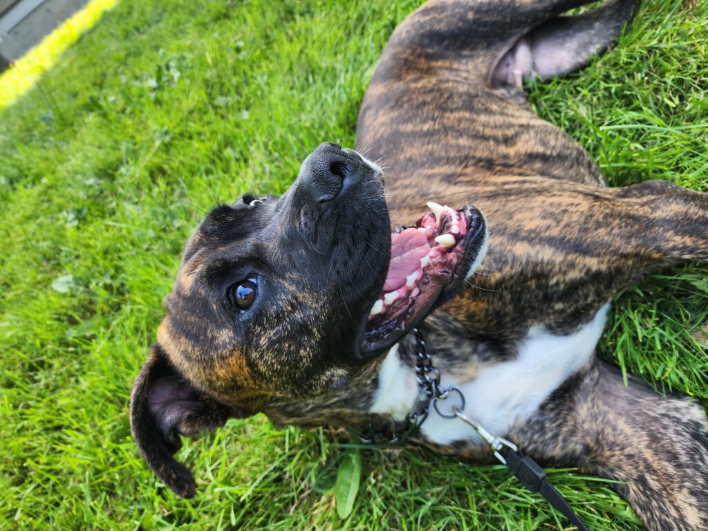 Brindle and white dog rolling on its back in the grass at K9 Friends