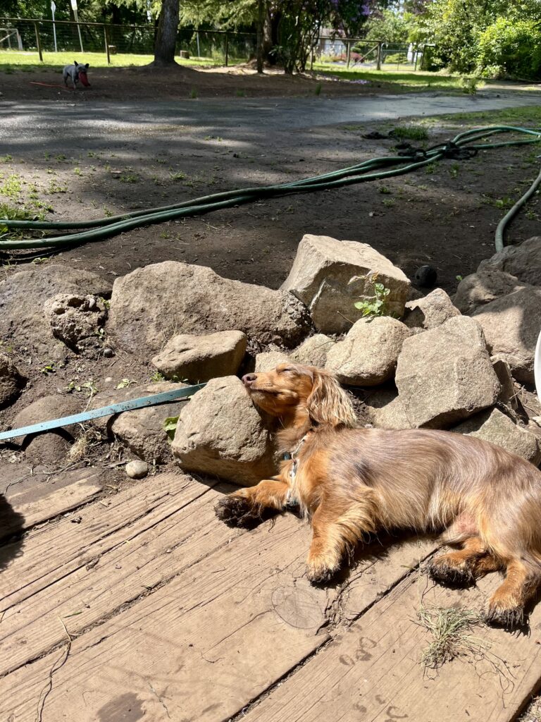 Small dog resting on the deck in the play yard at K9 Friends
