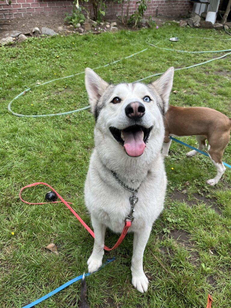 White husky-type dog on a lead with a second dog behind at K9 Friends