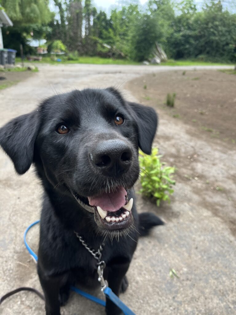 Black Labrador on a lead in the yard at K9 Friends