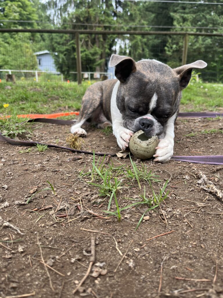 French Bulldog lying down chewing a ball in the play yard