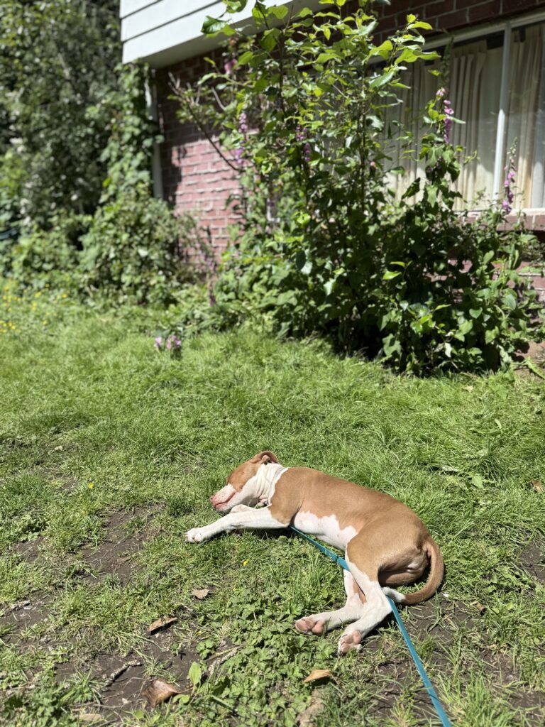 Tan and white dog resting on the grass at K9 Friends