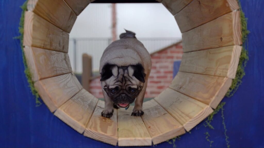 Dog exploring the play tunnel at K9 Friends doggy daycare in Langley