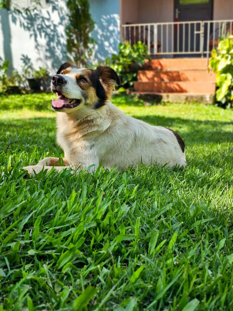 Dog relaxing on the grass at K9 Friends
