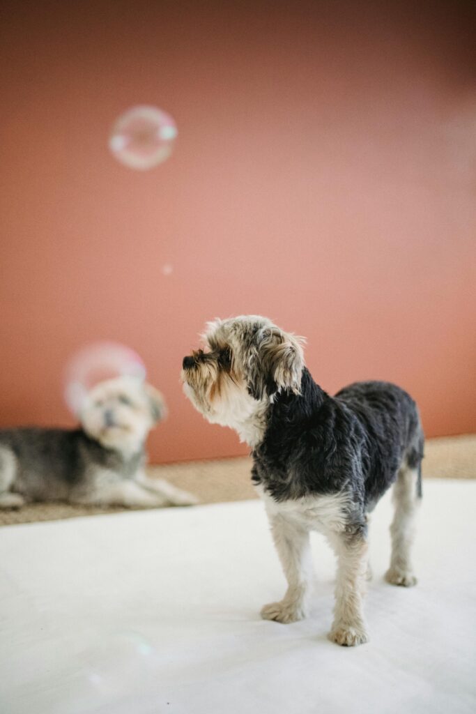 Small terrier watching bubbles during a daycare play session