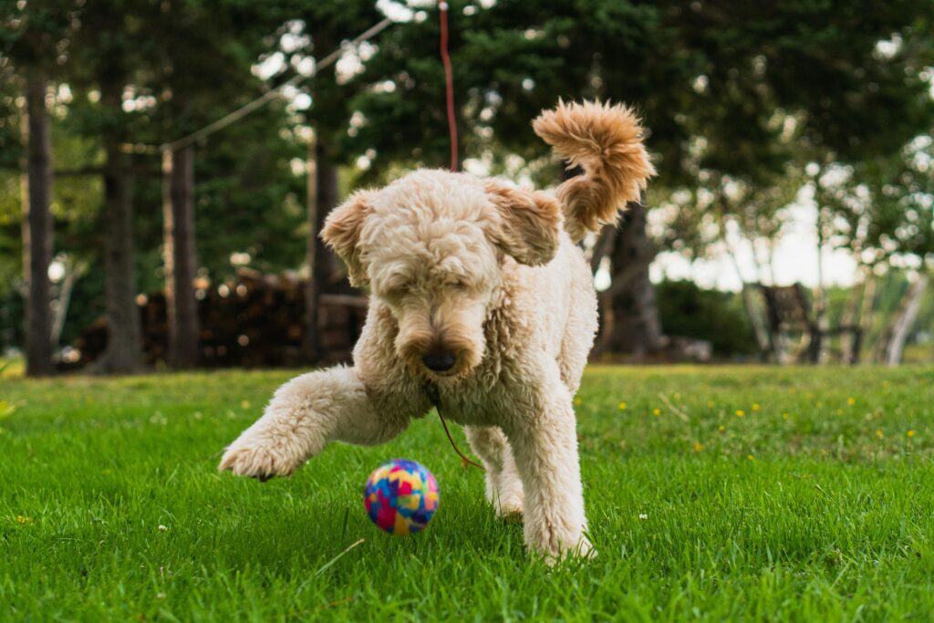 Dog with a ball at K9 Friends daycare