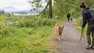 Owner walking a golden retriever on a forest trail near Langley BC
