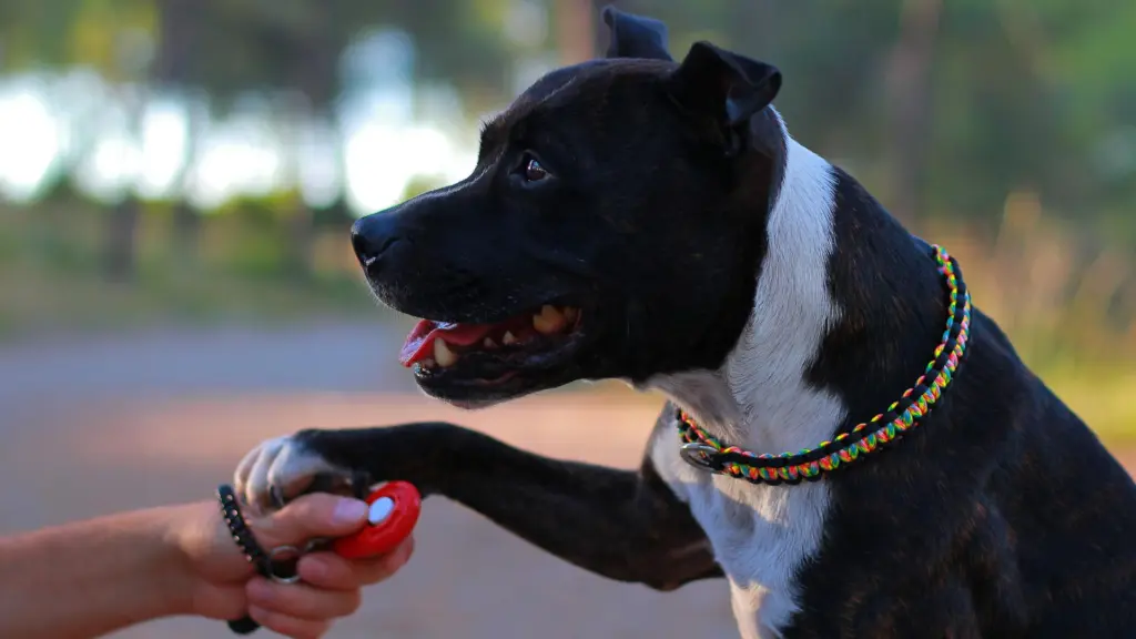 Dog being clicker trained by hand at K9 Friends