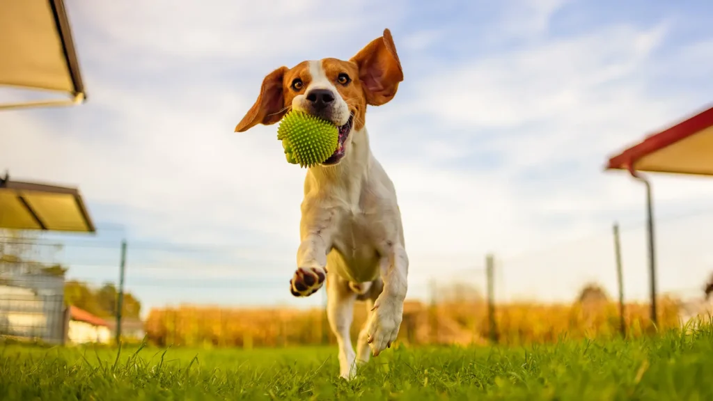 Dog playing in the grass at K9 Friends