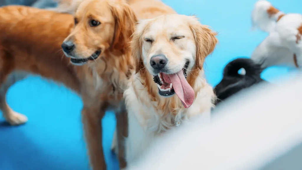 Happy dogs playing together at K9 Friends doggy daycare