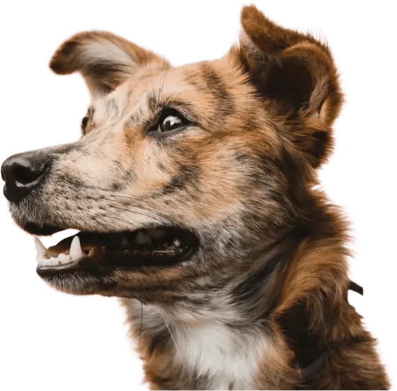 Dog at K9 Friends doggy daycare in Surrey, BC